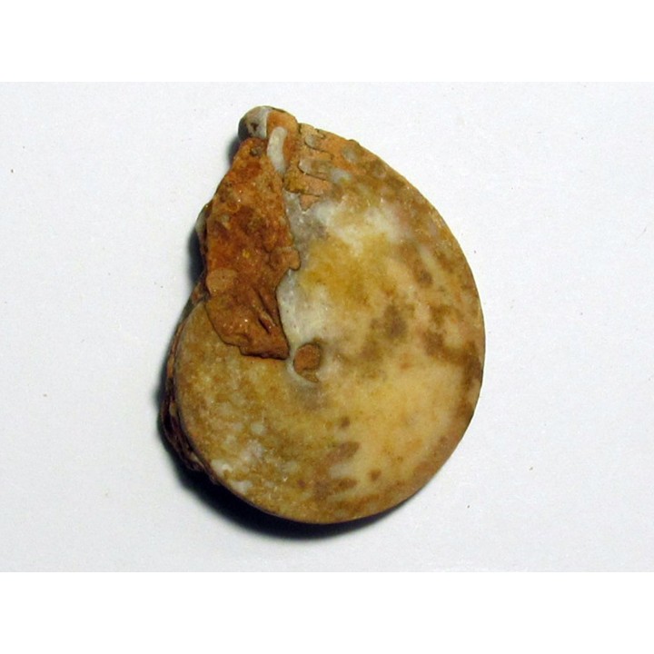 PSEUDOSAGECERAS MULTILOBATUM (1)