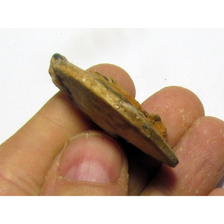 PSEUDOSAGECERAS MULTILOBATUM (1)