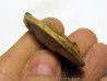 PSEUDOSAGECERAS MULTILOBATUM (1)