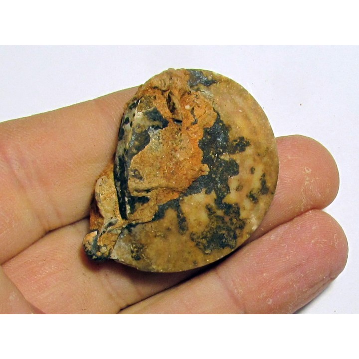 PSEUDOSAGECERAS MULTILOBATUM (1)