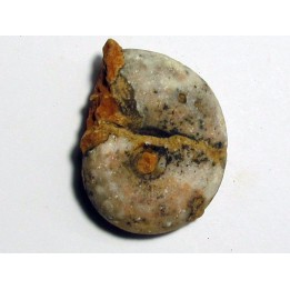 MEEKOCERAS PAUCESCULPTATUM (1)