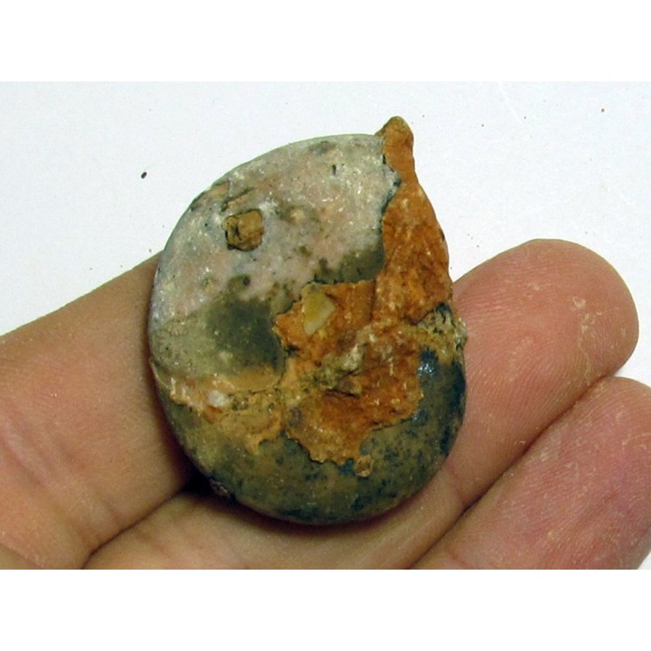 MEEKOCERAS PAUCESCULPTATUM (1)