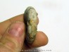 MEEKOCERAS PAUCESCULPTATUM (1)