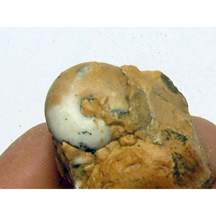 PROSPHINGITES AUSTINI (1)