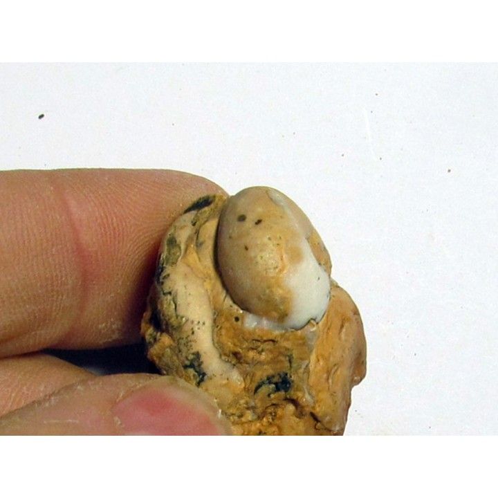 PROSPHINGITES AUSTINI (1)