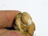 PROSPHINGITES AUSTINI (1)
