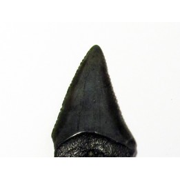 fossil shark tooth great white: Carcharodon carcharias (11)