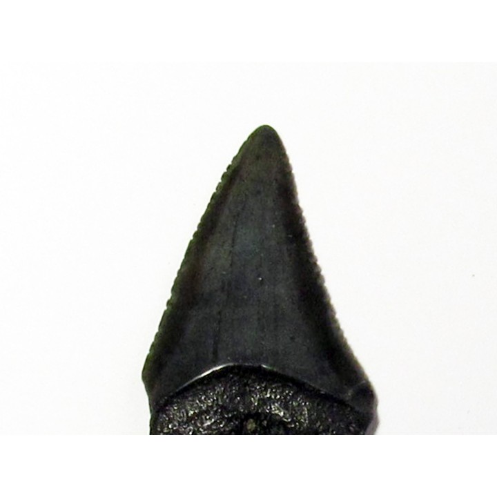 dent fossile du GRAND REQUIN BLANC: Carcharodon carcharias (11)