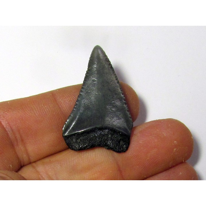 dent fossile du GRAND REQUIN BLANC: Carcharodon carcharias (11)