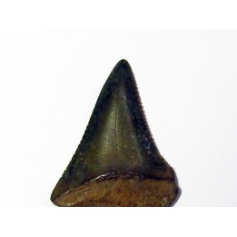 fossil shark tooth great white: Carcharodon carcharias (12)