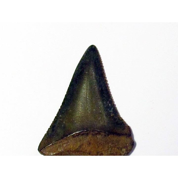 fossil shark tooth great white: Carcharodon carcharias (12)