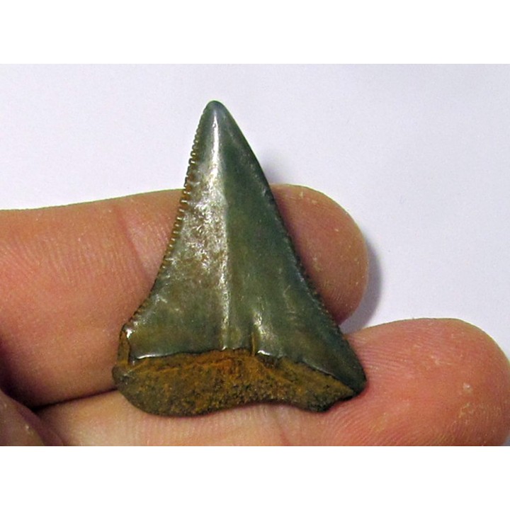 fossil shark tooth great white: Carcharodon carcharias (12)