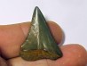 fossil shark tooth great white: Carcharodon carcharias (12)