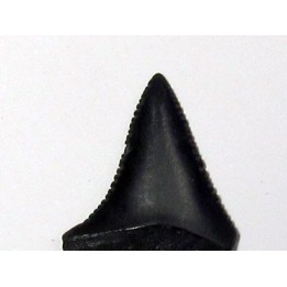 fossil shark tooth great white: Carcharodon carcharias (13)