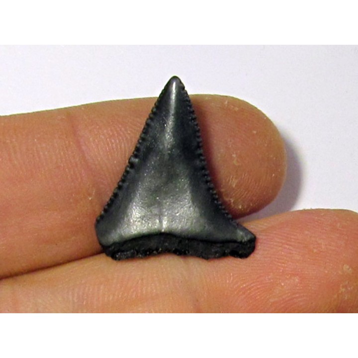 fossil shark tooth great white: Carcharodon carcharias (13)