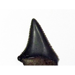fossil shark tooth great white: Carcharodon carcharias (14)