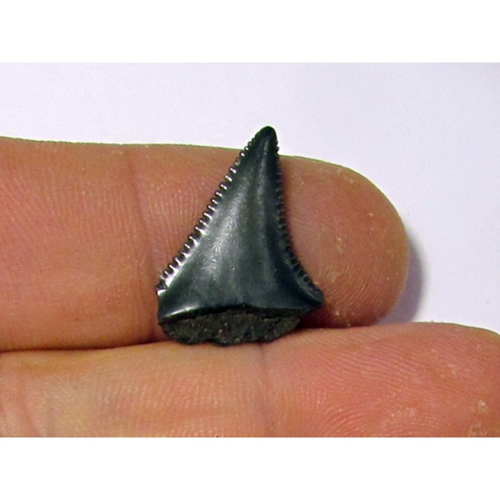 fossil shark tooth great white: Carcharodon carcharias (14)