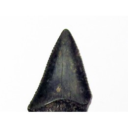 fossil shark tooth great white: Carcharodon carcharias (15)