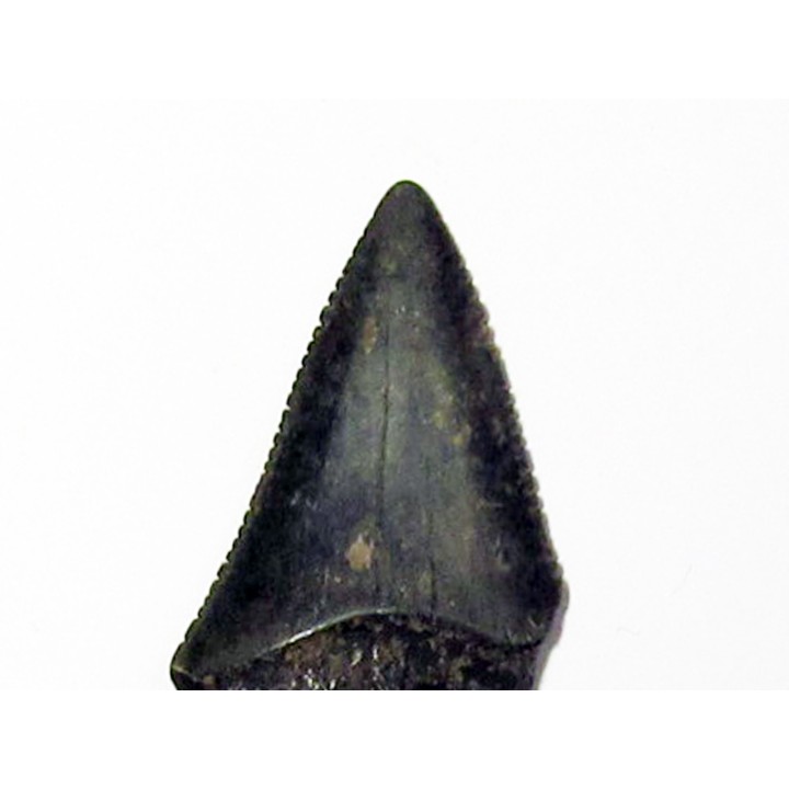 fossil shark tooth great white: Carcharodon carcharias (15)