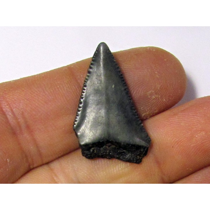 fossil shark tooth great white: Carcharodon carcharias (15)
