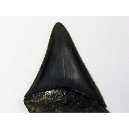 fossil shark tooth great white: Carcharodon carcharias (16)
