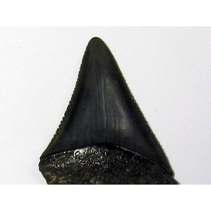 fossil shark tooth great white: Carcharodon carcharias (16)
