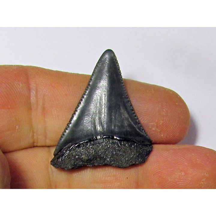 fossil shark tooth great white: Carcharodon carcharias (16)