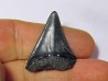 fossil shark tooth great white: Carcharodon carcharias (16)