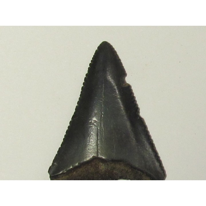 fossil shark tooth great white: Carcharodon carcharias (17)