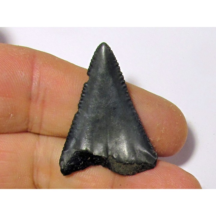 fossil shark tooth great white: Carcharodon carcharias (17)