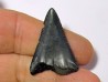 fossil shark tooth great white: Carcharodon carcharias (17)
