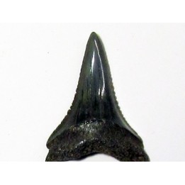 fossil shark tooth great white: Carcharodon carcharias (18)