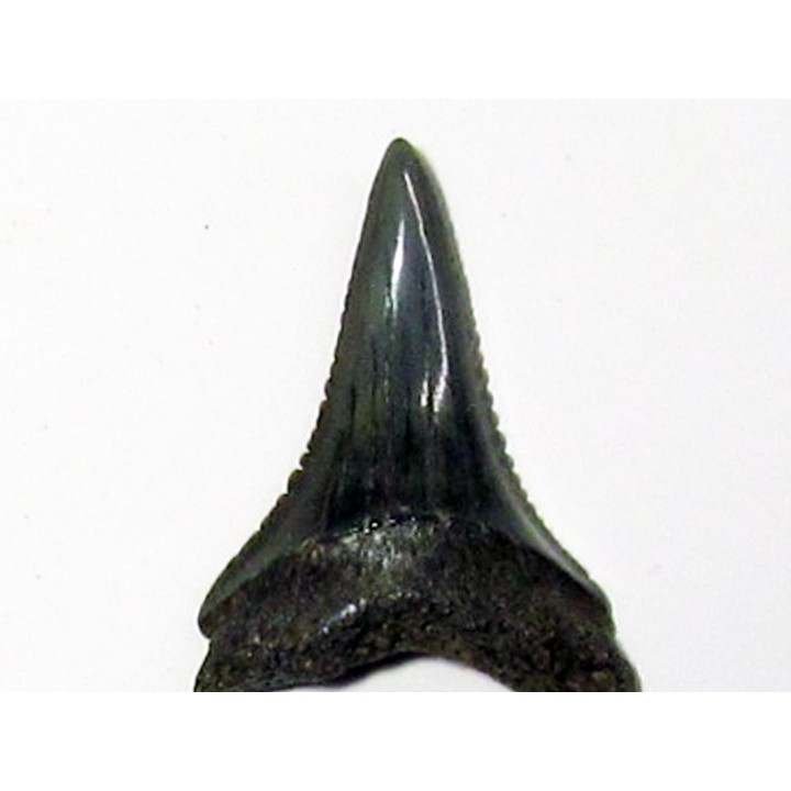 fossil shark tooth great white: Carcharodon carcharias (18)