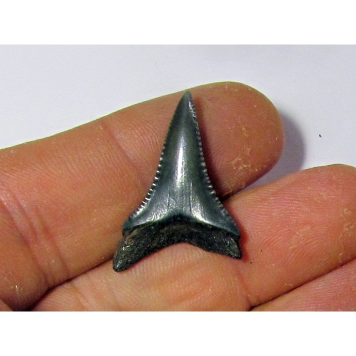 fossil shark tooth great white: Carcharodon carcharias (18)