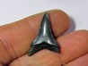 fossil shark tooth great white: Carcharodon carcharias (18)