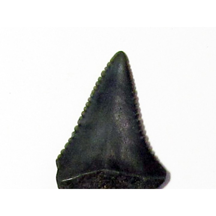 fossil shark tooth great white: Carcharodon carcharias (19)