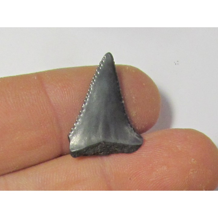 fossil shark tooth great white: Carcharodon carcharias (19)