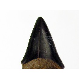 fossil shark tooth great white: Carcharodon carcharias (20)