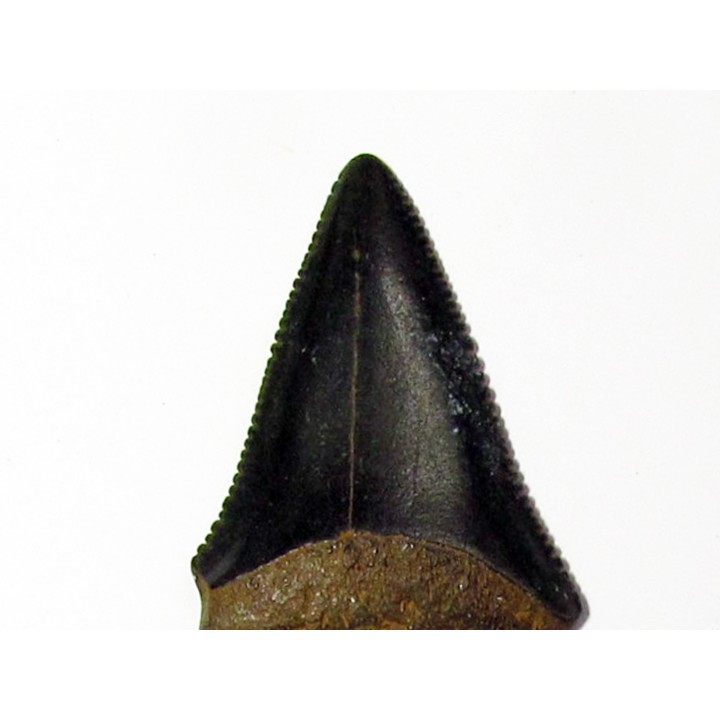 fossil shark tooth great white: Carcharodon carcharias (20)