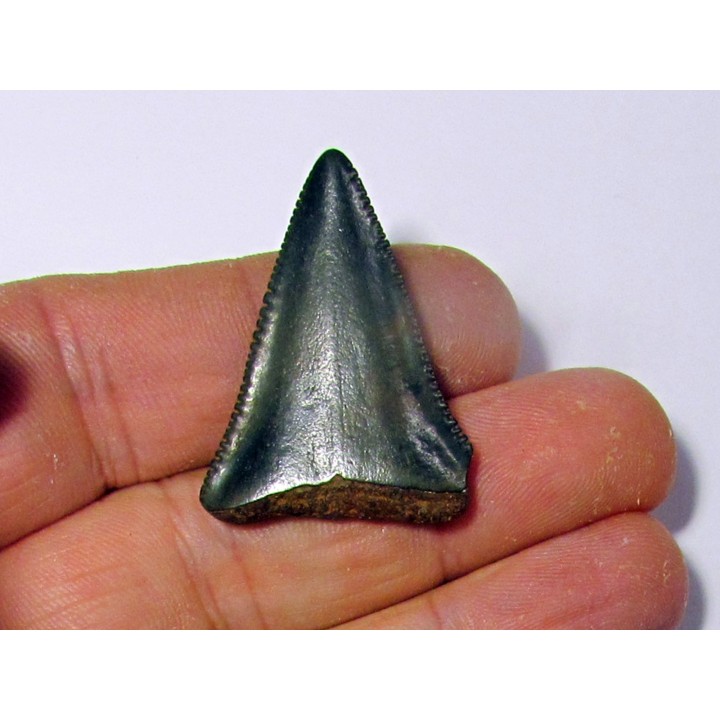 fossil shark tooth great white: Carcharodon carcharias (20)