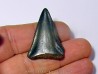 fossil shark tooth great white: Carcharodon carcharias (20)
