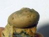 PROSPHINGITES AUSTINI (2)