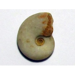 MEEKOCERAS PAUCESCULPTATUM (2)