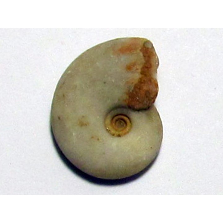 MEEKOCERAS PAUCESCULPTATUM (2)