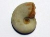 MEEKOCERAS PAUCESCULPTATUM (2)