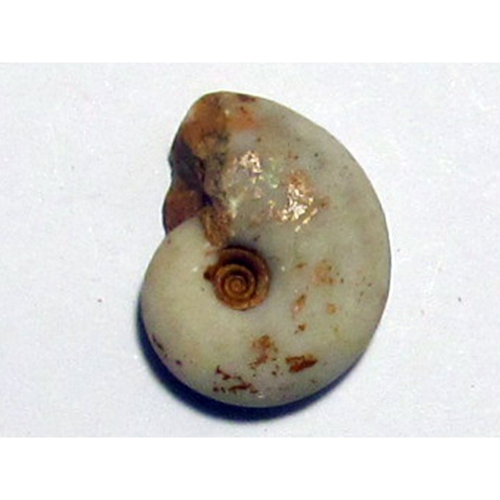 MEEKOCERAS PAUCESCULPTATUM (2)