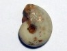 MEEKOCERAS PAUCESCULPTATUM (2)