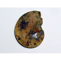 PSEUDOSAGECERAS MULTILOBATUM (2)
