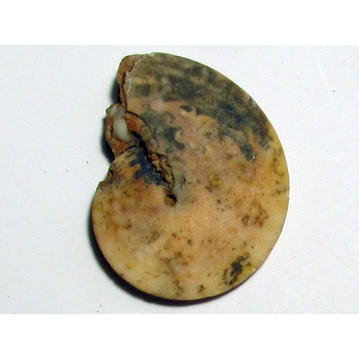 PSEUDOSAGECERAS MULTILOBATUM (2)