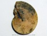 PSEUDOSAGECERAS MULTILOBATUM (2)